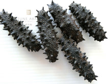 Load image into Gallery viewer, 冰岛野生刺参Iceland Wild Deep Sea Thorny Sea Cucumber