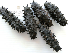 冰岛野生刺参Iceland Wild Deep Sea Thorny Sea Cucumber