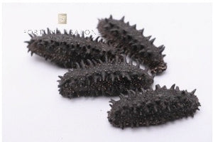 Supreme Kanto Japanese Thorny Sea Cucumber
