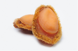 澳洲野生深海溏心網鮑 1-3 Heads Dried Net Abalone （500g）